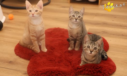 Katze Mimi (Foto by Tiereck.at - Lavanttaler Tierhilfe)