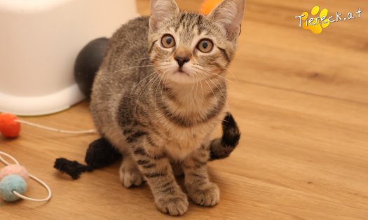 Katze Mimi (Foto by Tiereck.at - Lavanttaler Tierhilfe)