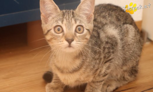 Katze Mimi (Foto by Tiereck.at - Lavanttaler Tierhilfe)
