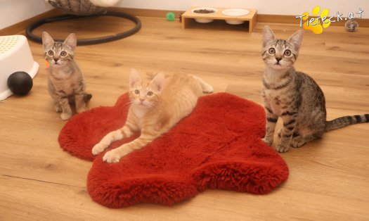 Katze Mimi (Foto by Tiereck.at - Lavanttaler Tierhilfe)