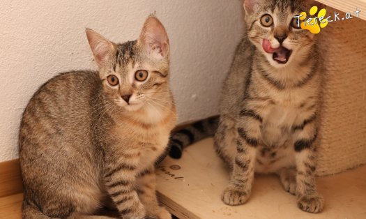 Katze Mimi (Foto by Tiereck.at - Lavanttaler Tierhilfe)
