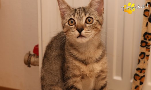 Katze Mimi (Foto by Tiereck.at - Lavanttaler Tierhilfe)
