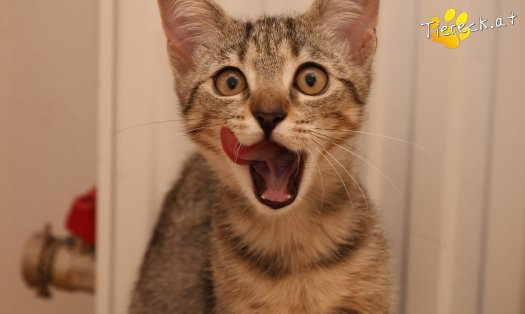 Katze Mimi (Foto by Tiereck.at - Lavanttaler Tierhilfe)