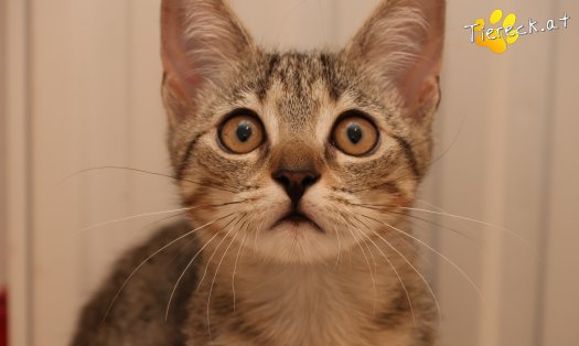 Katze Mimi (Foto by Tiereck.at - Lavanttaler Tierhilfe)