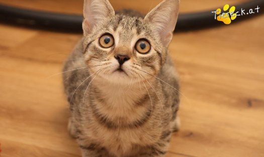 Katze Mimi (Foto by Tiereck.at - Lavanttaler Tierhilfe)