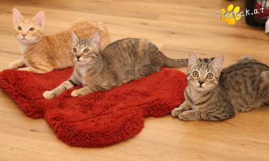 Katze Mimi (Foto by Tiereck.at - Lavanttaler Tierhilfe)