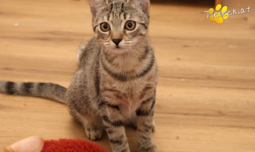 Katze Mimi (Foto by Tiereck.at - Lavanttaler Tierhilfe)