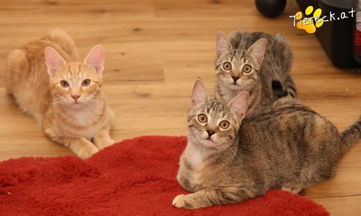 Katze Mimi (Foto by Tiereck.at - Lavanttaler Tierhilfe)