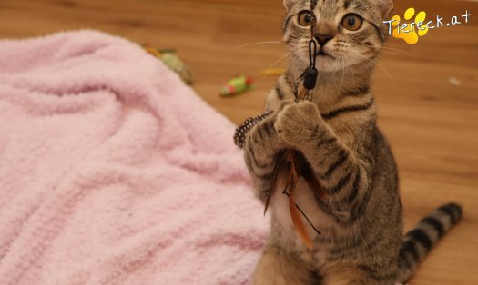 Katze Mimi (Foto by Tiereck.at - Lavanttaler Tierhilfe)