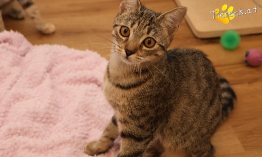 Katze Mimi (Foto by Tiereck.at - Lavanttaler Tierhilfe)
