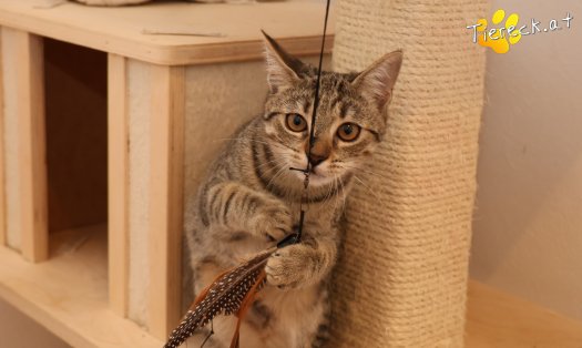 Katze Mimi (Foto by Tiereck.at - Lavanttaler Tierhilfe)