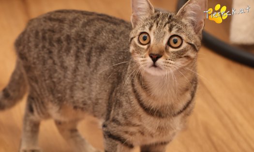 Katze Mimi (Foto by Tiereck.at - Lavanttaler Tierhilfe)