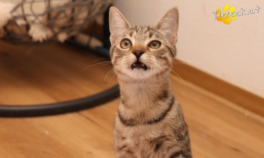 Katze Mimi (Foto by Tiereck.at - Lavanttaler Tierhilfe)