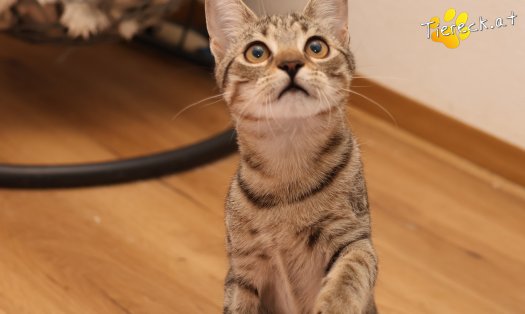 Katze Mimi (Foto by Tiereck.at - Lavanttaler Tierhilfe)