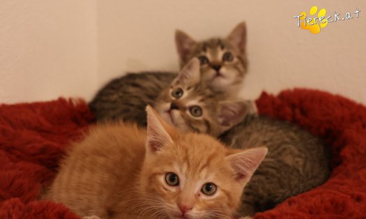 Katze Maxi (Foto by Tiereck.at - Lavanttaler Tierhilfe)
