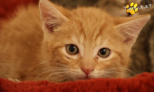 Katze Maxi (Foto by Tiereck.at - Lavanttaler Tierhilfe)