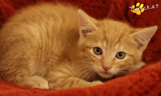 Katze Maxi (Foto by Tiereck.at - Lavanttaler Tierhilfe)