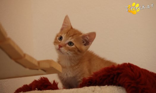 Katze Maxi (Foto by Tiereck.at - Lavanttaler Tierhilfe)
