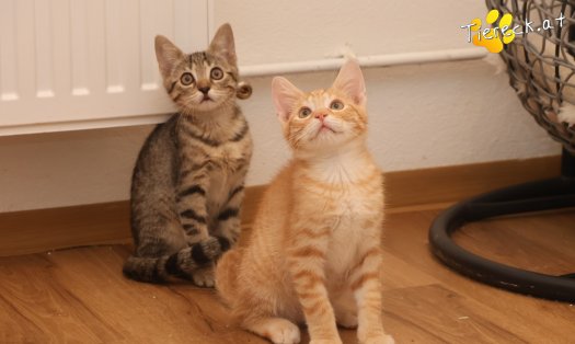 Katze Maxi (Foto by Tiereck.at - Lavanttaler Tierhilfe)
