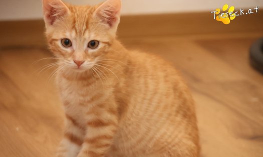 Katze Maxi (Foto by Tiereck.at - Lavanttaler Tierhilfe)