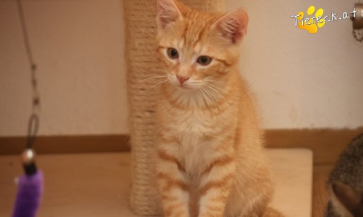 Katze Maxi (Foto by Tiereck.at - Lavanttaler Tierhilfe)