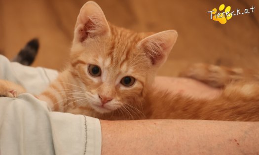 Katze Maxi (Foto by Tiereck.at - Lavanttaler Tierhilfe)