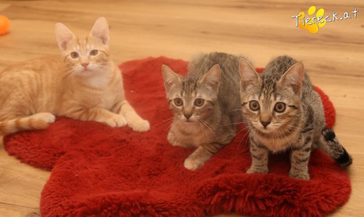 Katze Maxi (Foto by Tiereck.at - Lavanttaler Tierhilfe)