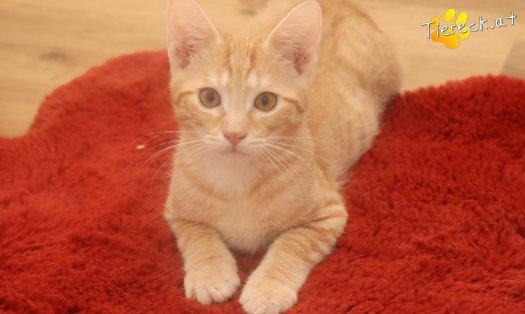 Katze Maxi (Foto by Tiereck.at - Lavanttaler Tierhilfe)