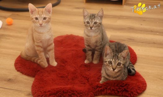 Katze Maxi (Foto by Tiereck.at - Lavanttaler Tierhilfe)