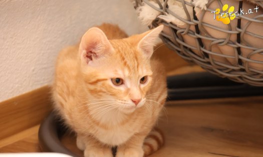 Katze Maxi (Foto by Tiereck.at - Lavanttaler Tierhilfe)