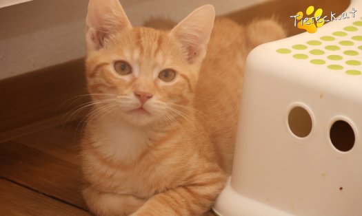 Katze Maxi (Foto by Tiereck.at - Lavanttaler Tierhilfe)