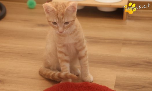 Katze Maxi (Foto by Tiereck.at - Lavanttaler Tierhilfe)