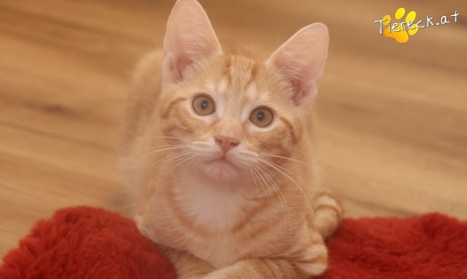 Katze Maxi (Foto by Tiereck.at - Lavanttaler Tierhilfe)