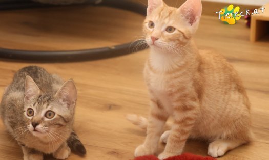 Katze Maxi (Foto by Tiereck.at - Lavanttaler Tierhilfe)