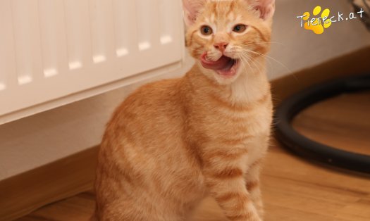 Katze Maxi (Foto by Tiereck.at - Lavanttaler Tierhilfe)