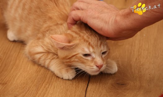 Katze Maxi (Foto by Tiereck.at - Lavanttaler Tierhilfe)