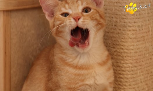 Katze Maxi (Foto by Tiereck.at - Lavanttaler Tierhilfe)