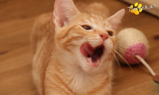 Katze Maxi (Foto by Tiereck.at - Lavanttaler Tierhilfe)