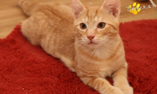 Katze Maxi (Foto by Tiereck.at - Lavanttaler Tierhilfe)