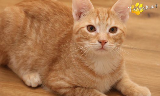 Katze Maxi (Foto by Tiereck.at - Lavanttaler Tierhilfe)