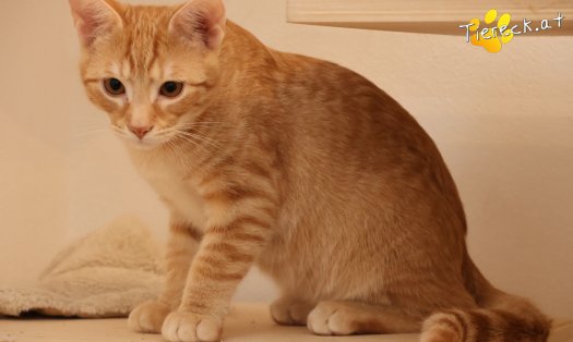 Katze Maxi (Foto by Tiereck.at - Lavanttaler Tierhilfe)