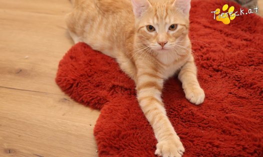 Katze Maxi (Foto by Tiereck.at - Lavanttaler Tierhilfe)