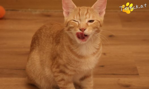 Katze Maxi (Foto by Tiereck.at - Lavanttaler Tierhilfe)