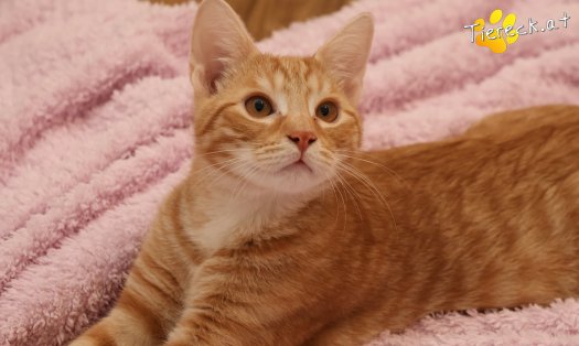 Katze Maxi (Foto by Tiereck.at - Lavanttaler Tierhilfe)