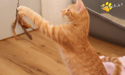 Katze Maxi (Foto by Tiereck.at - Lavanttaler Tierhilfe)