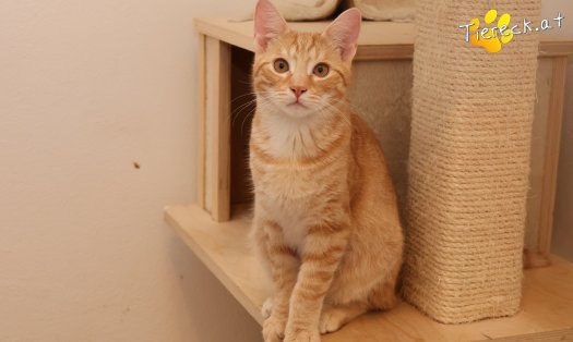 Katze Maxi (Foto by Tiereck.at - Lavanttaler Tierhilfe)
