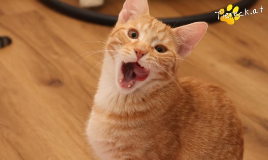 Katze Maxi (Foto by Tiereck.at - Lavanttaler Tierhilfe)