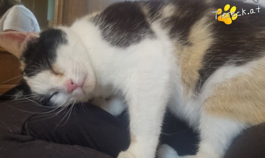 Katze Cookie (Foto by Tiereck.at - Lavanttaler Tierhilfe)