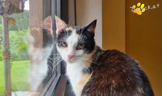 Katze Cookie (Foto by Tiereck.at - Lavanttaler Tierhilfe)