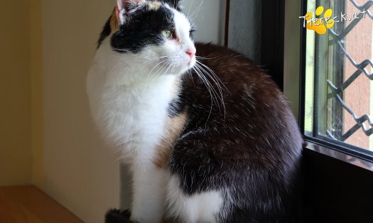 Katze Cookie (Foto by Tiereck.at - Lavanttaler Tierhilfe)